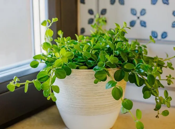 ホテル Malom Es Kacsa Boutique 4*